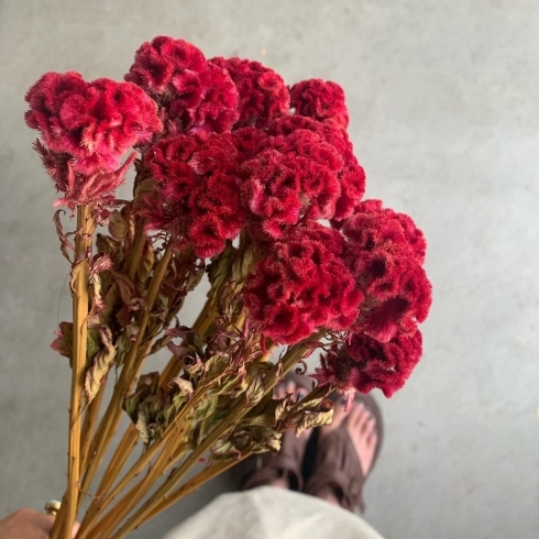 ケイトウのドライフラワーが出来ました Mermaid Flower プリティマーメイド のニュース まいぷれ 守口 門真 ケイトウのドライフラワーが出来ました Mermaid Flower プリティマーメイド のニュース まいぷれ 守口 門真