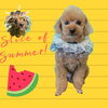 「Dog salon mofu mofu　余市町」