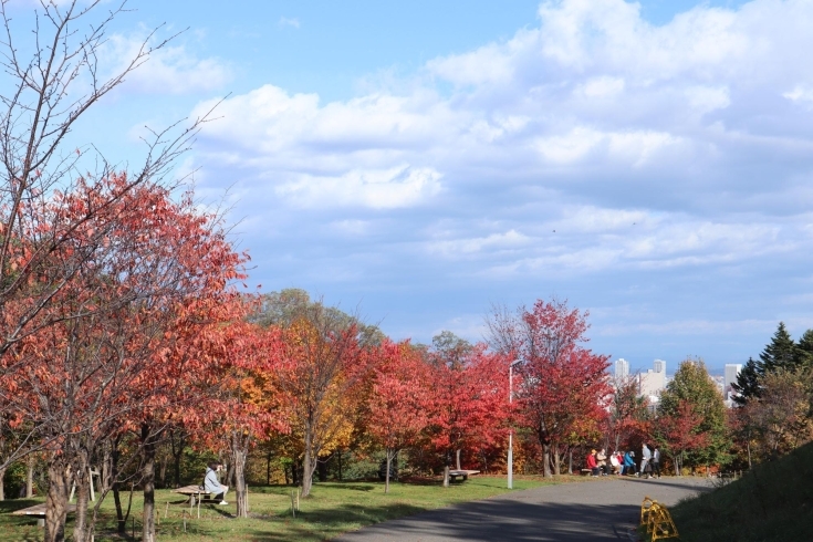 写真３、旭山記念公園の紅葉「紅葉狩り。旭山記念公園に行ってきました！」