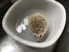 長風呂「ハリネズミの足浴&爪切り」