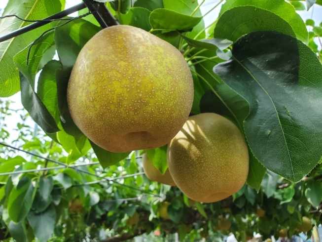 3蜜を避けて近くにお出かけしませんか まいぷれ松戸のニュース まいぷれ 松戸市