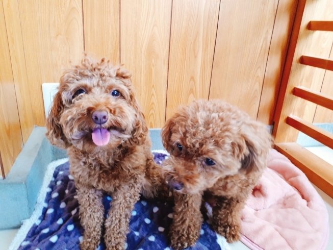 「お泊り保育園★新潟市犬の保育園♪犬の社会化わんちゃんのしつけHappyTail」