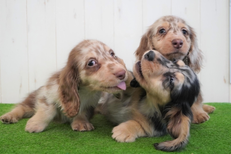 「ミニチュアダックス子犬情報」