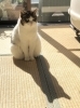チーちゃんの素敵な毛並みが、更にフワフワに。「ご覧頂きましてありがとうございます＊5月26日(月)〜28日(水)まで 臨時休業致します！〜猫ちゃんの素敵なお留守番とは？…」