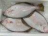 「本日鮮魚入荷致しました。[岩牡蠣は７月から販売致します。]」