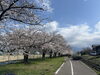 春の訪れ桜並木がお出迎え「桜の季節ですね♪お散歩がてら薬局にもお立ち寄りください」