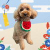 「Dog salon mofu mofu　余市町」