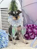 モックくん「わんこと雨☔️」