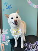 「Dog salon mofu mofu　余市町」
