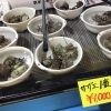 「魚魚市場鮮魚コーナーおすすめは「ワタリガニ」です♪」
