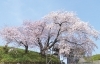 21年 松前のお花見 桜スポット 函館市 北斗市 七飯町 道南の桜スポット紹介 まいぷれ 函館