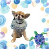 「Dog salon mofu mofu　余市町」