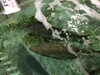 「魚魚市場鮮魚コーナーおすすめは「コウカイ(貝)」です」