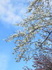 ➋６丁目北側　キタコブシ「大通公園の桜も咲いています」