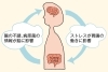 先ずは腸内環境を整えましょう!「腸と脳はつながっている…?! って事は、腸とメンタル面も関係がありそうですね。」