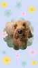 「Dog salon mofu mofu 余市町」