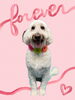 「Dog salon mofu mofu　余市町」