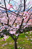 大根島の河津桜「✿ オールシーズン 超撥水 綿１００％ 生地 入荷！！！」