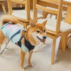 「今日のお友達」