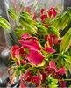 豪華です！「週末の切花入荷しました！　江戸川区松島　新小岩」