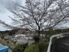 湖南市　桜「湖南市　桜」