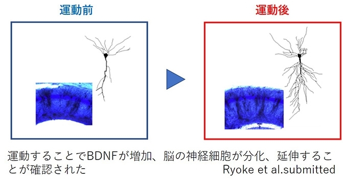 運動する事で神経細胞が増える事が証明されました。「運動ってやっぱりすごい！ 科学的にも「運動」が分かって来ている現代、 「効率よく続ける事」が大切だと思います。」