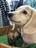 ミニチュアダックス　毛色イエロー「ミニチュアダックス　仔犬」
