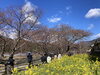 桜と菜の花「河津桜まつり🌸」