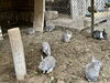 宿泊施設にはうさぎなどの動物もいます「【山キャンプ宿泊場所はこちら】」