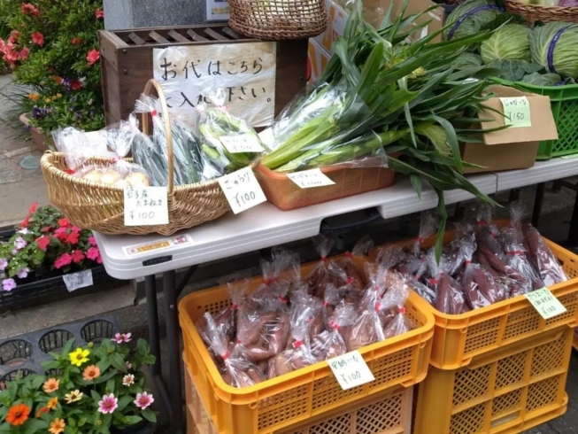 「日蓮宗妙栄院★新鮮野菜とお花の無人販売所（すいか、キャベツ、安納いも、さつまいも、たまねぎ）［2023年5月31日（水）］」