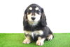 「ミニチュアダックス子犬情報」