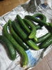 「夏満喫！クワガタ、蛍、夏野菜！＼(^o^)／」