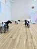 どどどっ… みんなで走ります「ましゅまろ幼稚園　（＾ν＾）」
