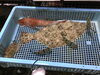 「魚魚市場鮮魚コーナーおすすめは「地タコ」です♪」