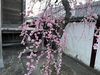 ピンク色の梅の花がカワイイ♡「月に一度の・・・」