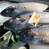「魚魚市場鮮魚コーナーおすすめは「黒アワビ・赤アワビ・エゾアワビ」です♪」