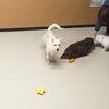 いせちゃん「今日のお友達」