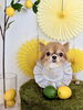 こてつくん「わんことレモン🍋」