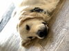 レン君はいつも眠たい・・・「９月おやすみのご案内です」