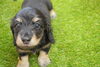 「ミニチュアダックス子犬情報」