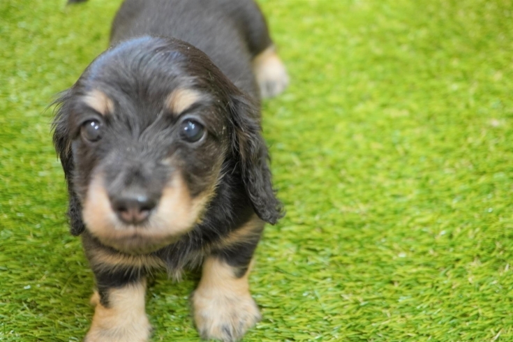 「ミニチュアダックス子犬情報」