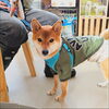 まるちゃん「今日のお友達」