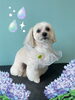「Dog salon mofu mofu　余市町」