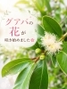グァバの花が咲き始めました「グアバの花と家庭の味ごはん時間🍚スタミナ補給しながら弱酸性ケアも」