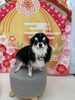 チワワのキキちゃん🌟「新年✨トリミング🐶🐾」