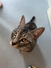 ミイくん「猫部屋のやんちゃなイケメン！　ミイくん」