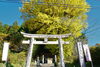 「紅葉を見に行こうよう♪（獅山八幡宮のイチョウ）」