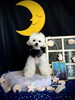 ちきくん「お月さまとわんこ🌛」