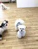 弟アモルくんとお兄ちゃんペチくん「ましゅまろ幼稚園　^ - ^」