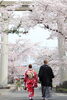 「桜満開！おめでとうございます！」